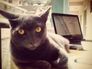 Gato raça Chartreux idade 4 anos nome Van gogh