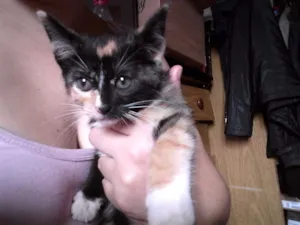 Gato raça Srd idade 2 a 6 meses nome Docinho 