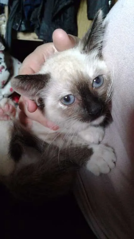 Gato ra a Srd idade Abaixo de 2 meses nome Florzinha