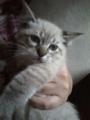 Gato raça Srd idade Abaixo de 2 meses nome Lindinha 