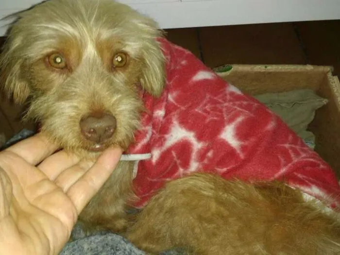 Cachorro ra a Sem raça definida idade 2 anos nome Alemão