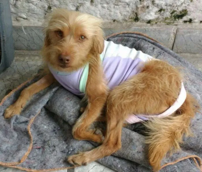 Cachorro ra a Sem raça definida idade 2 anos nome Alemão