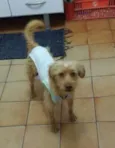 Alemão
