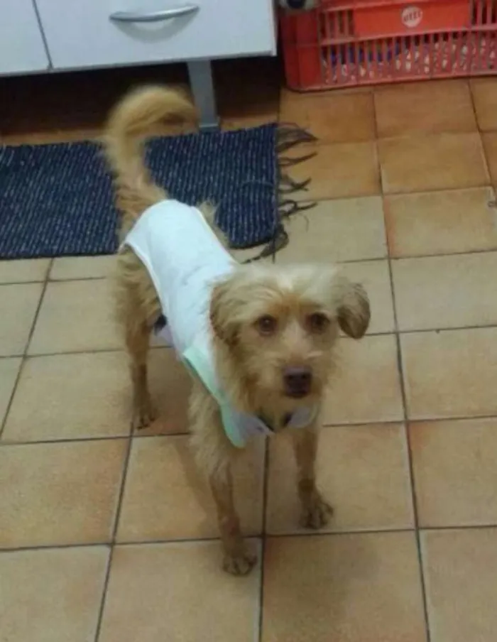 Cachorro ra a Sem raça definida idade 2 anos nome Alemão