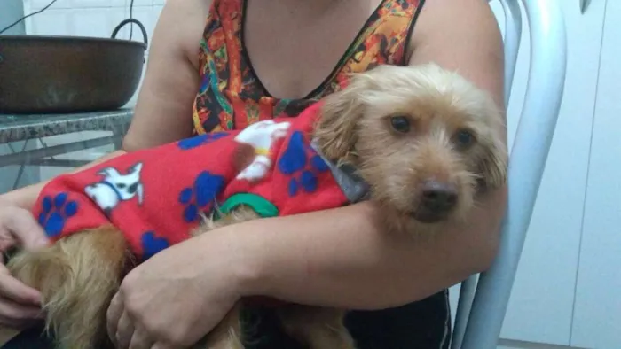 Cachorro ra a Sem raça definida idade 2 anos nome Alemão