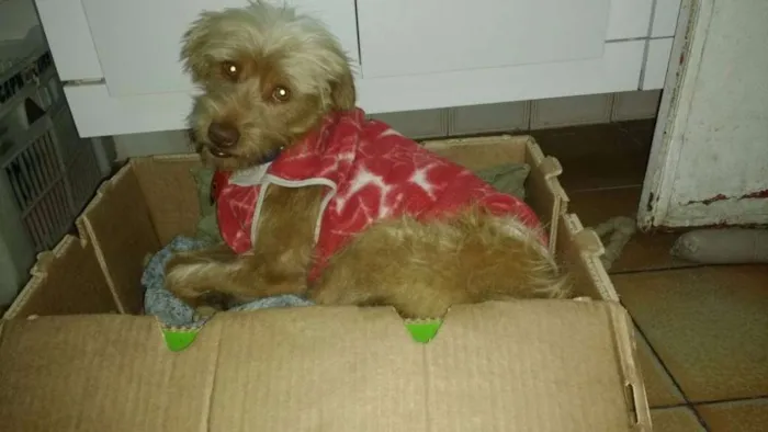 Cachorro ra a Sem raça definida idade 2 anos nome Alemão