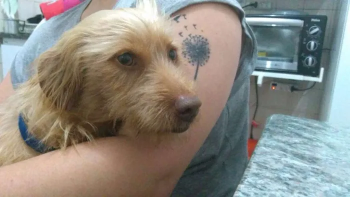 Cachorro ra a Sem raça definida idade 2 anos nome Alemão