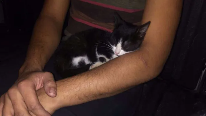 Gato raça Sem raça idade Abaixo de 2 meses nome Sem nome