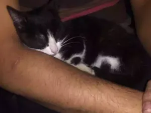 Gato raça Sem raça idade Abaixo de 2 meses nome Sem nome