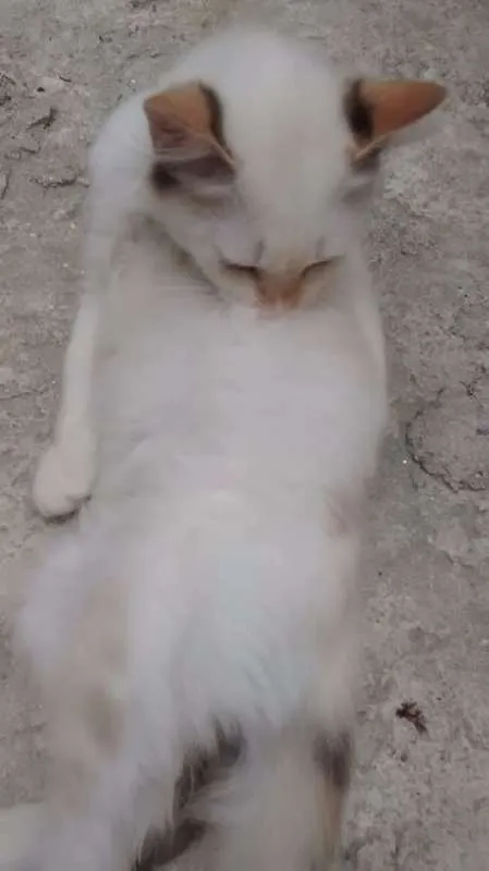 Gato ra a  idade 2 a 6 meses nome Branquinha