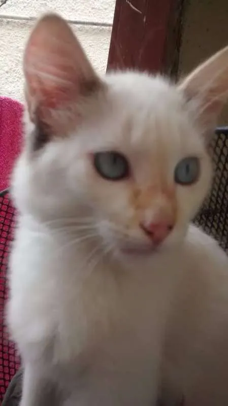 Gato ra a  idade 2 a 6 meses nome Branquinha