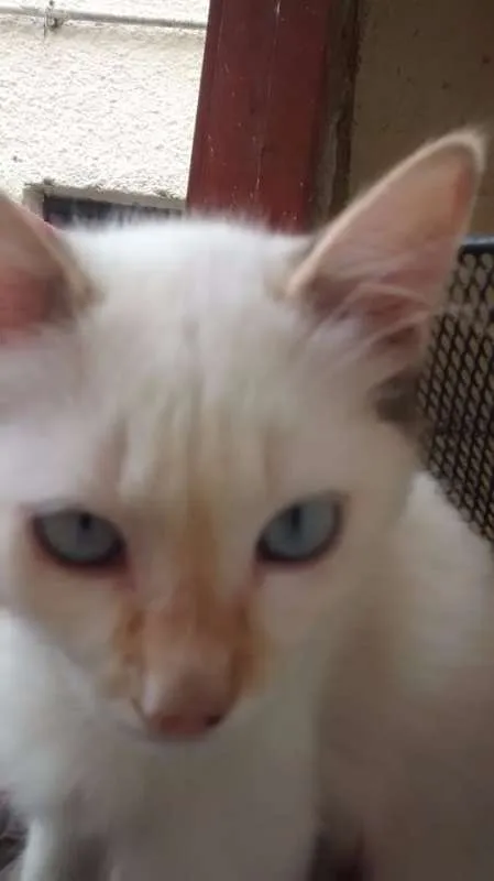 Gato ra a  idade 2 a 6 meses nome Branquinha