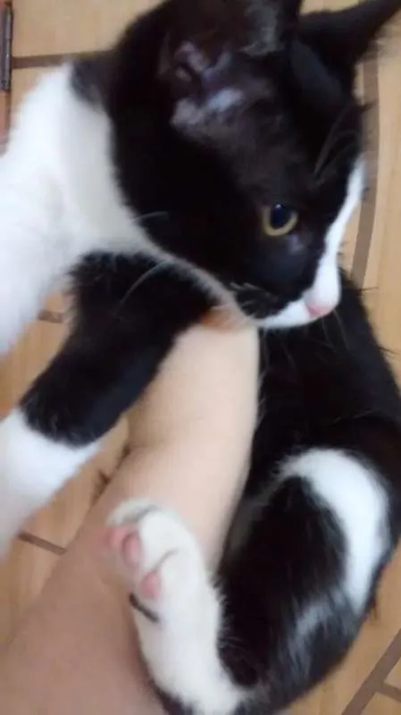 Gato ra a  idade 2 a 6 meses nome Frajola