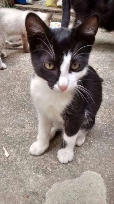 Gato ra a  idade 2 a 6 meses nome Frajola