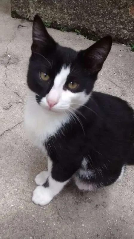 Gato ra a  idade 2 a 6 meses nome Frajola