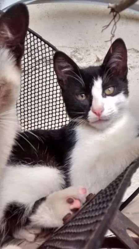 Gato ra a  idade 2 a 6 meses nome Frajola