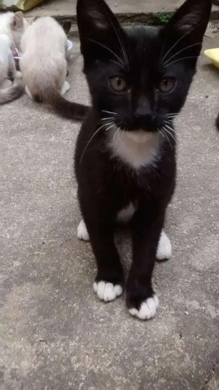 Gato ra a  idade 2 a 6 meses nome  Baby Jhon