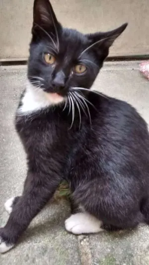 Gato raça  idade 2 a 6 meses nome  Baby Jhon