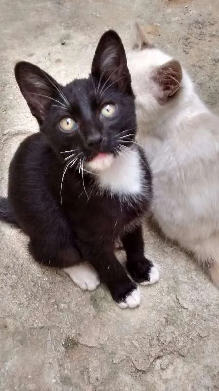 Gato ra a  idade 2 a 6 meses nome  Baby Jhon