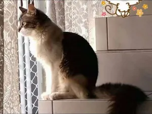 Gato raça  idade 2 anos nome manchinha