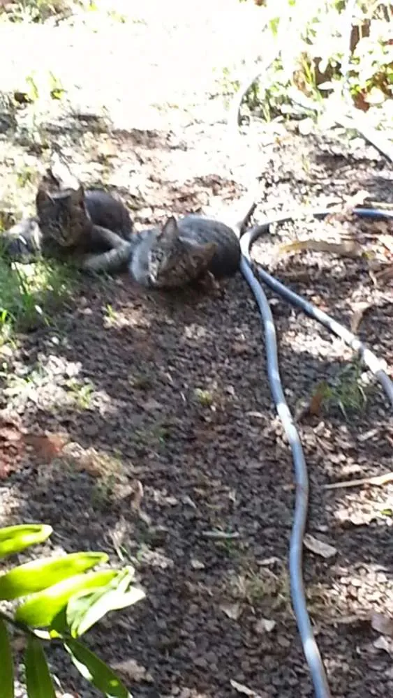 Gato ra a Vira lata idade 2 a 6 meses nome Indefinido