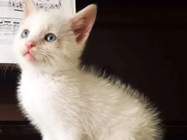 Gato ra a Srd idade 2 a 6 meses nome Gaspar