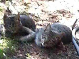 Gato raça Vira lata idade 2 a 6 meses nome Indefinido