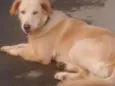 Apollo