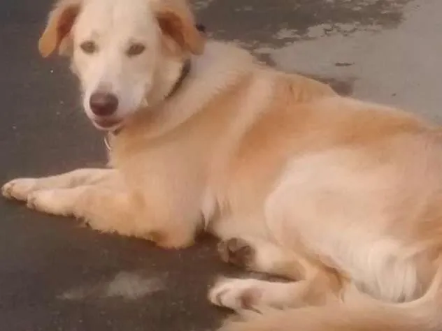 Cachorro ra a  Pastor alemao com labrador idade 2 anos nome Apollo