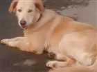 Cachorro raça  Pastor alemao com labrador idade 2 anos nome Apollo
