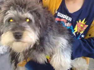 Cachorro raça SRD idade 1 ano nome babalu