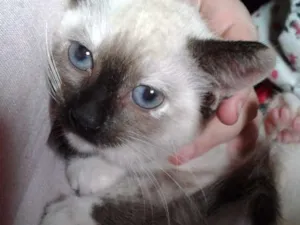 Gato raça Srd idade Abaixo de 2 meses nome Florzinha