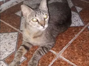 Gato raça vira lata idade 1 ano nome doida linda