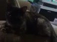 neguinha de luzes