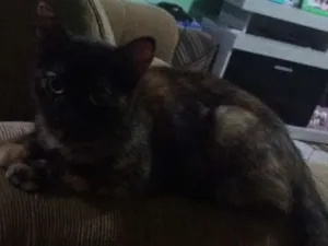 Gato raça vira lata idade 7 a 11 meses nome neguinha de luzes