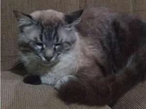 Gato raça perça com sianez idade 1 ano nome gordo