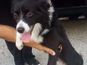 Cachorro raça mix de border collie idade 1 ano nome Lion