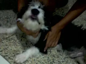Cachorro raça Peludo idade 2 a 6 meses nome Betove