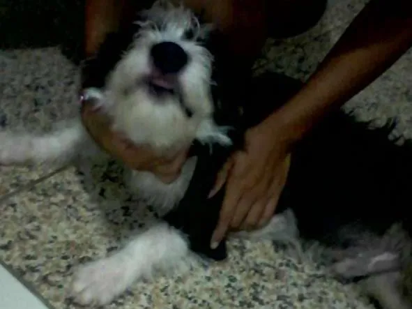 Cachorro ra a Peludo idade 2 a 6 meses nome Betove