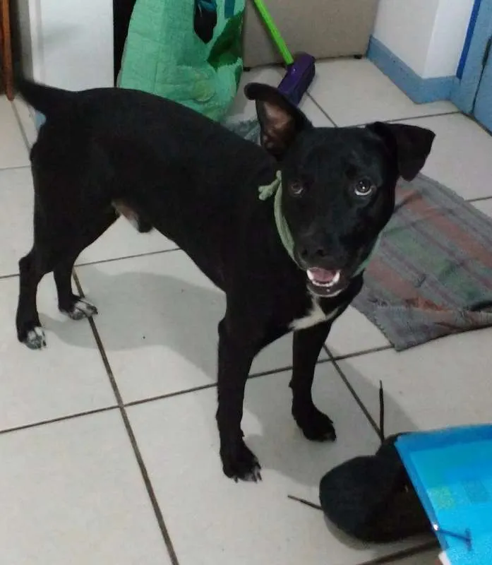 Cachorro ra a SRD idade 7 a 11 meses nome Café