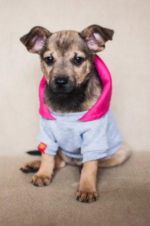 Cachorro raça SRD idade 2 a 6 meses nome Galega