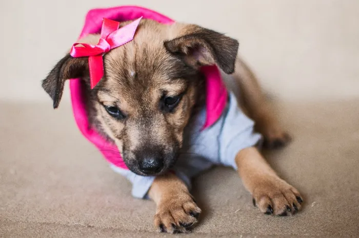 Cachorro ra a SRD idade 2 a 6 meses nome Galega