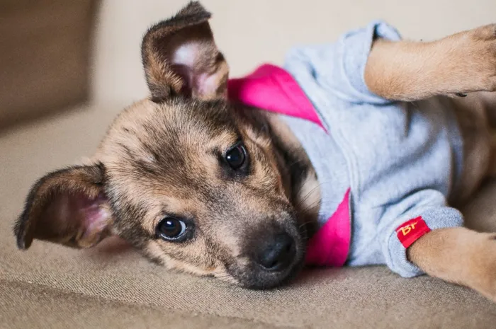 Cachorro ra a SRD idade 2 a 6 meses nome Galega