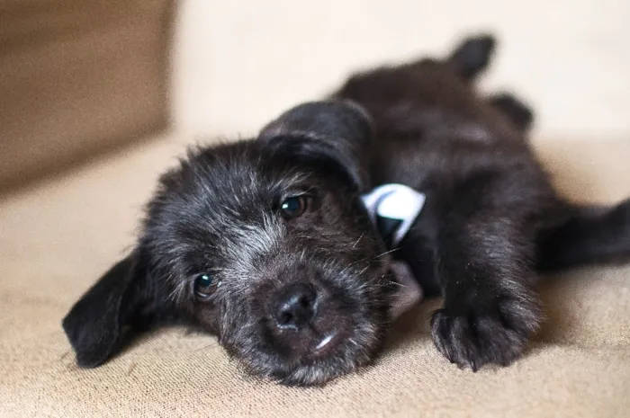 Cachorro ra a SRD idade 2 a 6 meses nome Barbosa
