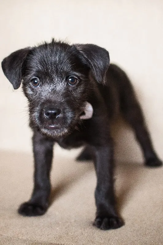 Cachorro ra a SRD idade 2 a 6 meses nome Barbosa