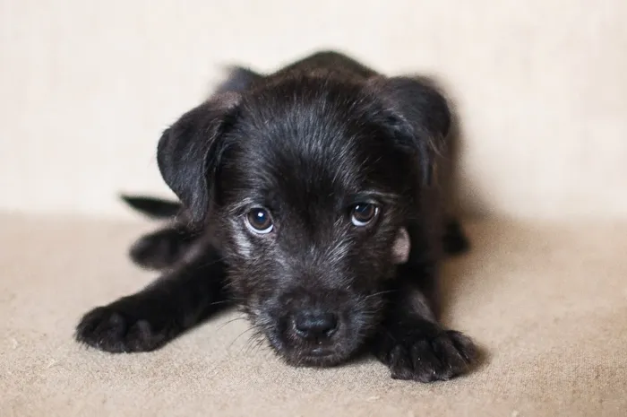 Cachorro ra a SRD idade 2 a 6 meses nome Barbosa