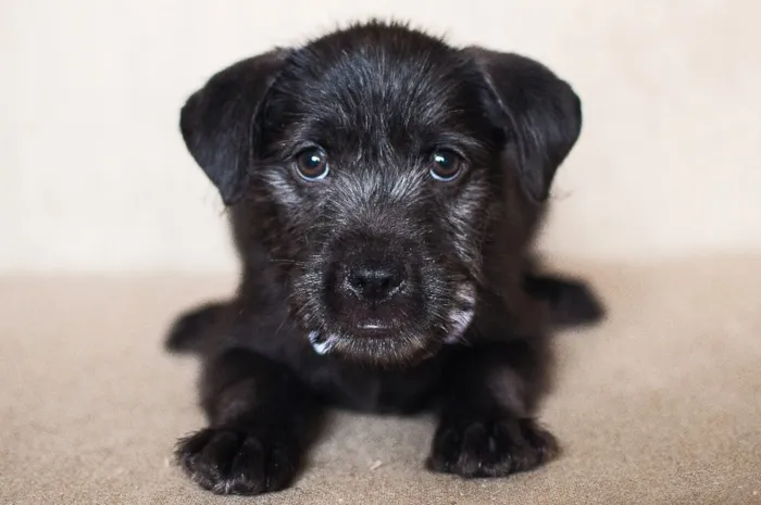 Cachorro ra a SRD idade 2 a 6 meses nome Barbosa