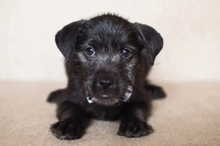 Cachorro ra a SRD idade 2 a 6 meses nome Barbosa