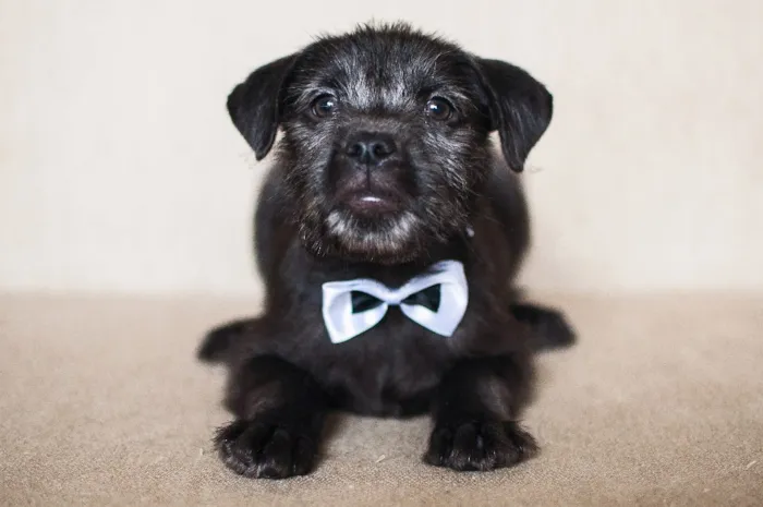 Cachorro ra a SRD idade 2 a 6 meses nome Barbosa