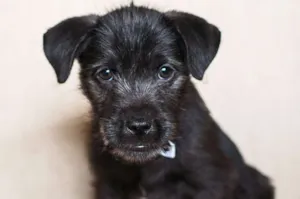 Cachorro raça SRD idade 2 a 6 meses nome Barbosa